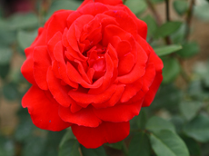 摄影作品&mdash;&mdash;玫瑰