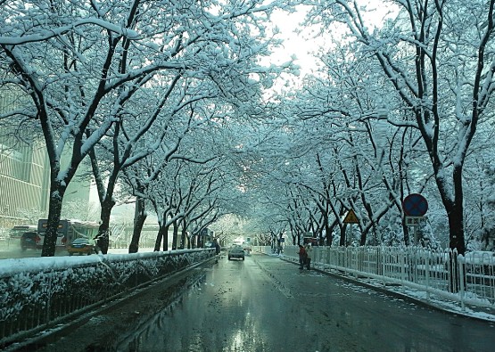 春雪