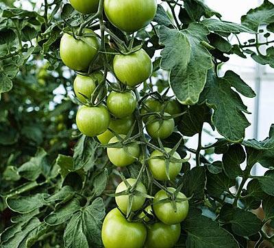 注意！10种食物吃错会要人命