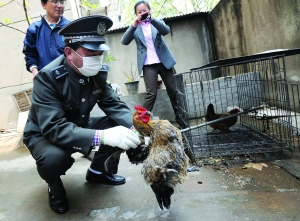 南京要求杀尽全城家养禽畜 居民挥泪斩鸡
