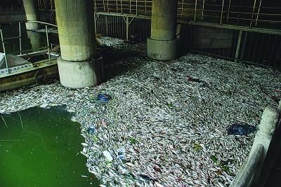南京秦淮河雨后死鱼成片 部分疑被端上餐桌 