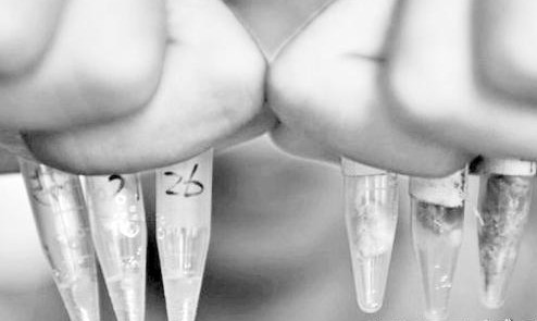 大学生DNA鉴定肉串：真羊肉不足两成