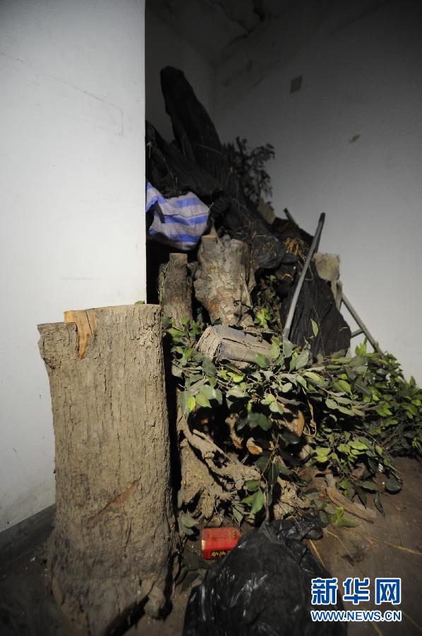 （社会）（6）北京海淀现楼顶别墅 假山大树俱全