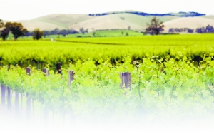 国内酿酒葡萄种植业乱象丛生 树龄不达标注水成普遍 