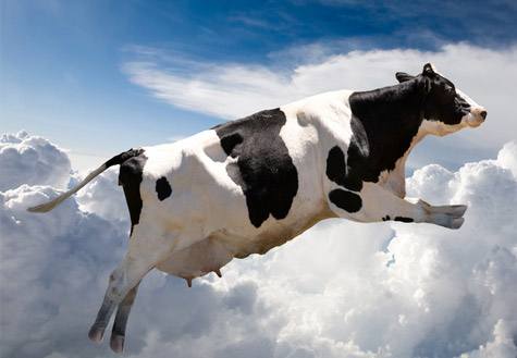 谁制造了"疯狂的牛奶"？