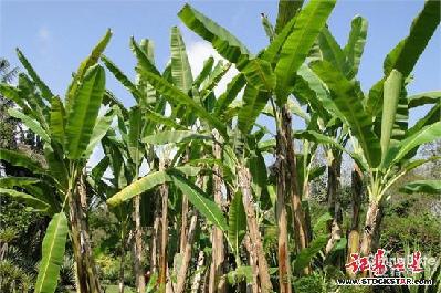香蕉染上&ldquo;艾滋病&rdquo;是咋回事？香蕉园或全军覆没