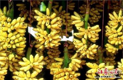 香蕉染上“艾滋病”1