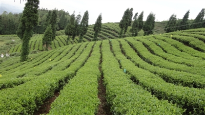 茶叶农业总产值首破千亿元 品牌化和电商将成新趋势 