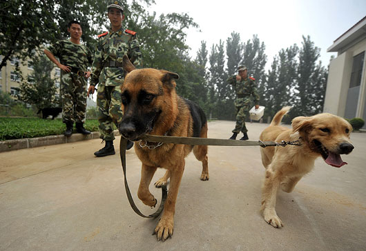 特殊的士兵 警犬