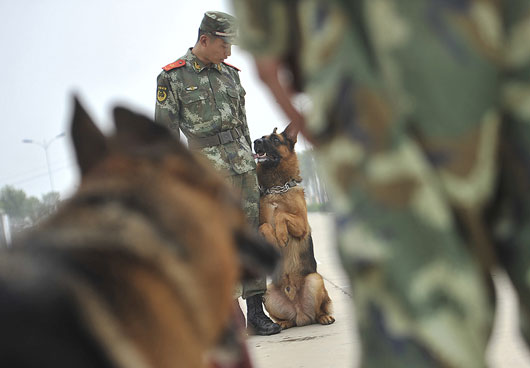 特殊的士兵 警犬
