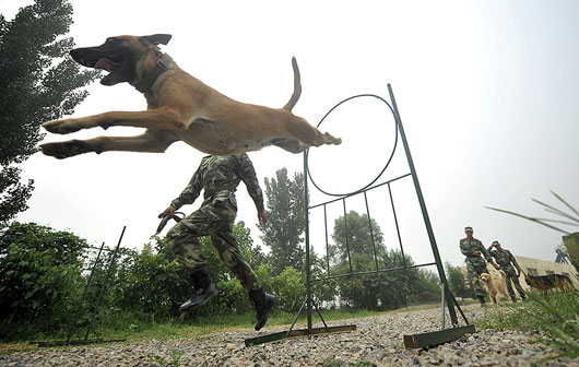 特殊的士兵 警犬