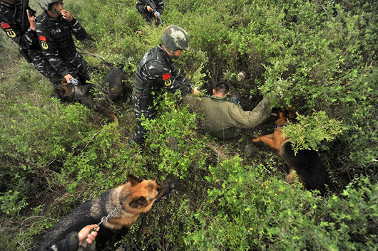 特殊士兵 警犬