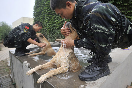 特殊战士 警犬