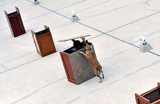 特殊战士 警犬
