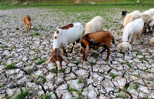 2014年全国大范围干旱
