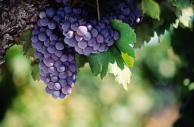 医生不吃的水果