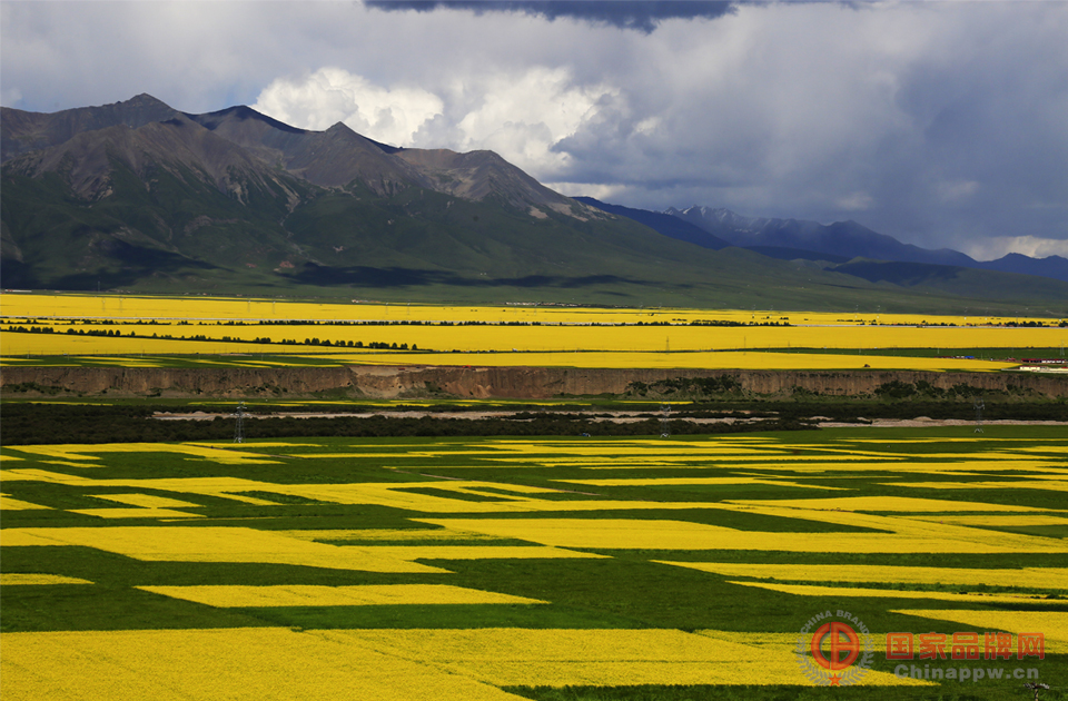 大美青海&mdash;&mdash;百里油菜花