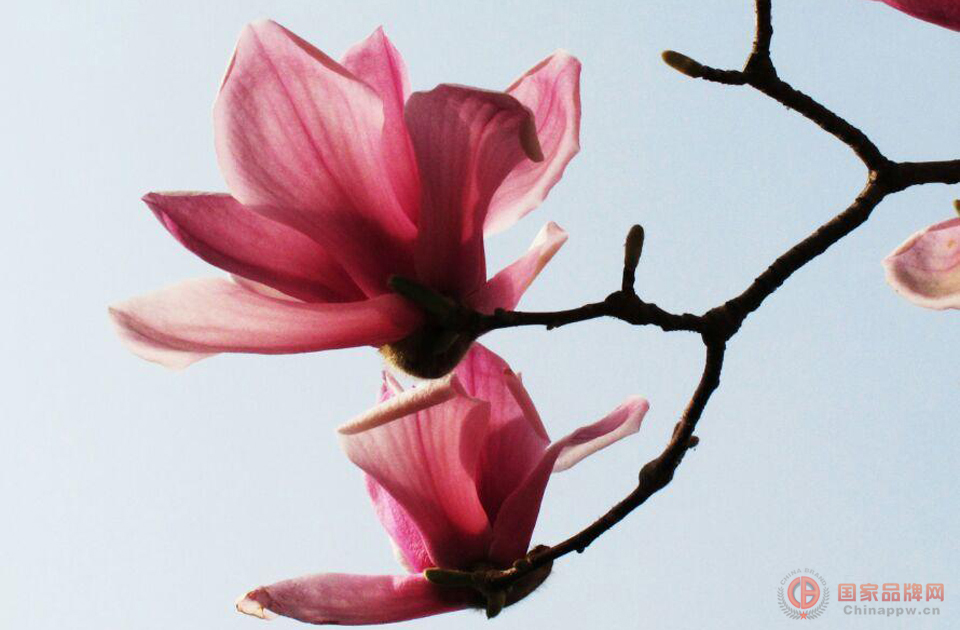 北京唯美的2015玉兰花