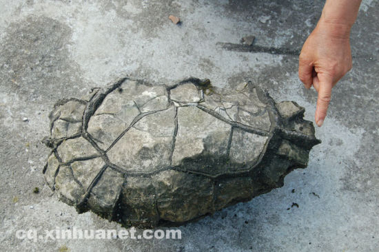 重庆黔江发现天然奇石：乍一看神似乌龟