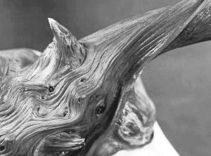 崖柏（资料图片）