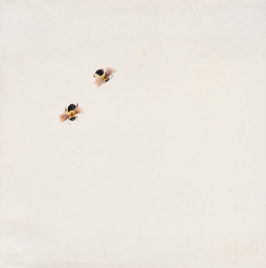 《双熊蜂》 纸本设色