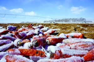农民花百万买到假种子 农耕时节已过损失上千万