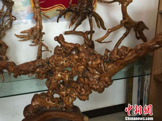 甘肃民间根雕艺人的坚持：追求天然 梦想办展览