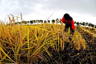农业三项补贴改革在全国推开 将做到谁种粮谁受益