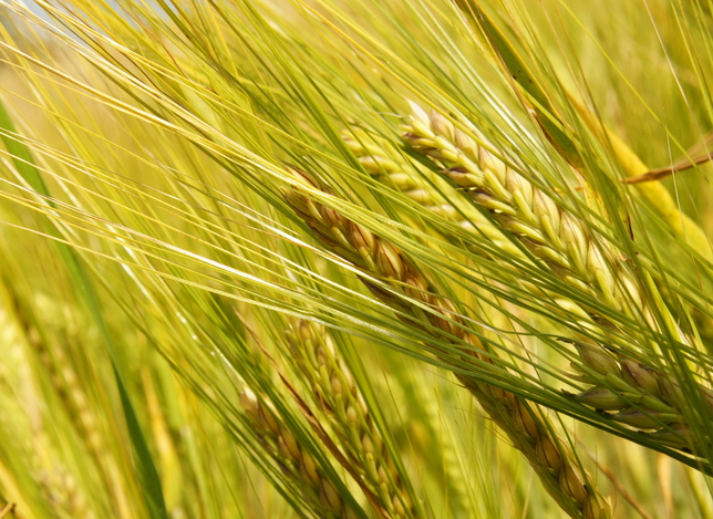 全国粮食库存历史最高 1/6粮食储存在简易仓囤