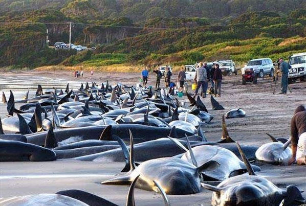 国际捕鲸委员会召开大会 日本重启捕鲸遭到批评