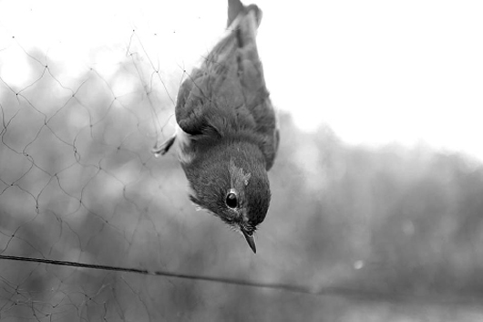 候鸟迁徙难逃万米网海 揭秘候鸟交易黑色利益链条