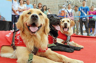 他们训导出的精灵,比大熊猫珍稀
