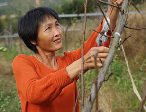 林培华：戴云山的种梨能手