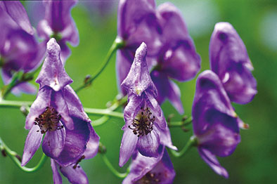 进补当心草乌剧毒:这种毒草没解药