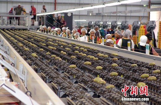 华朴农业携手京东：让消费者爱上&ldquo;苍溪造&rdquo;