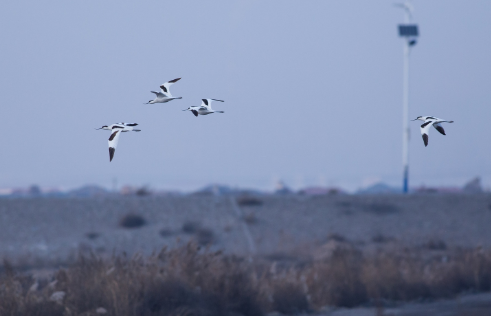 研究表明：每年有3万亿只昆虫为迁徙从人类头顶飞过