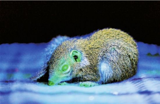 重大突破！世界首只转基因树鼩在云南诞生