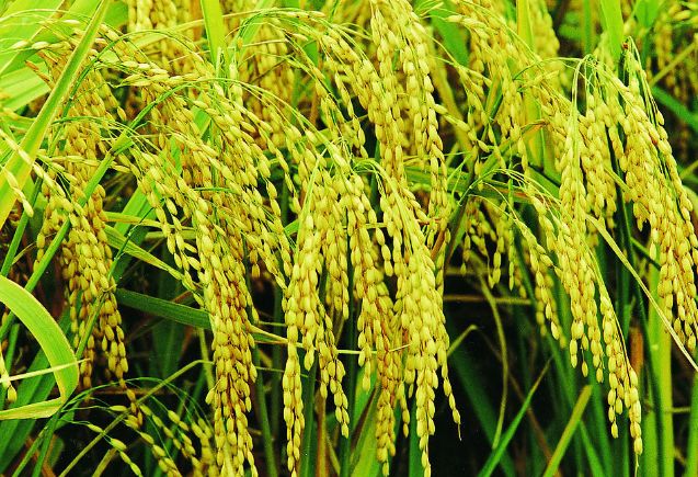 中国科学家在解决水稻界&ldquo;癌症&rdquo;上取得重大突破
