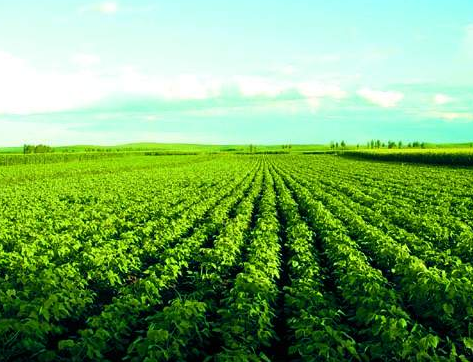 吉林全力推进农业品牌建设 打造&ldquo;四大&rdquo;农产品优势产区