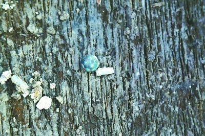 成都发现战国船棺墓群 墓主佩古埃及饰品&ldquo;蜻蜓眼&rdquo;