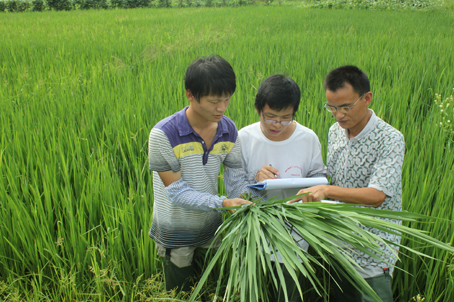 农业技术走出去 中国粮食香全球