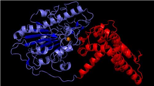 &ldquo;超级细菌&rdquo;抗药性秘密获破解 攻克或指日可待