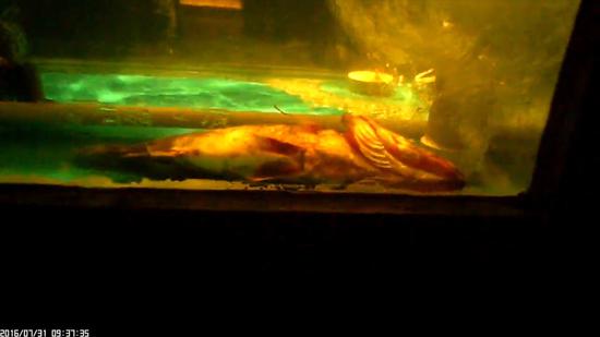 媒体卧底知名餐饮店:用扫把洗锅臭鱼冒充活桂鱼