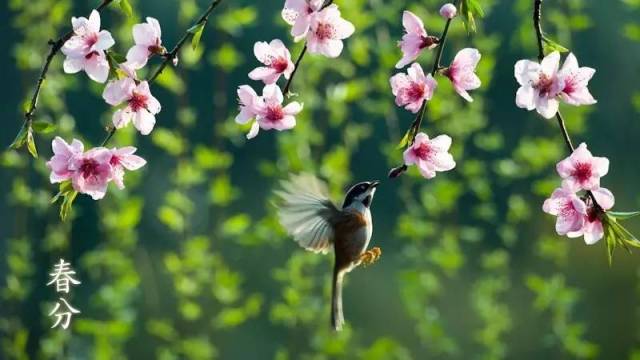 &ldquo;春分&rdquo;养生：谨慎添减衣物 注意膳食平衡