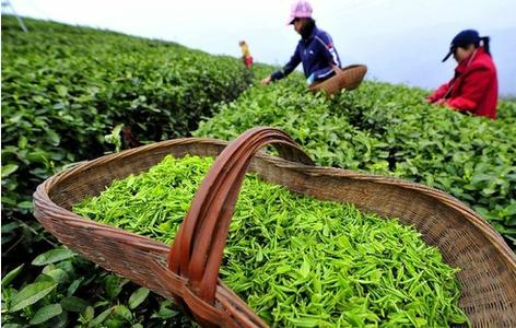 明前茶傻傻分不清，买茶喝茶咋才放心?