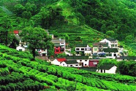 明前茶傻傻分不清，买茶喝茶咋才放心?