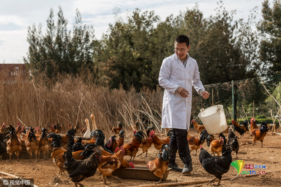 8名大学生在学校养鸡 一年卖出80万元