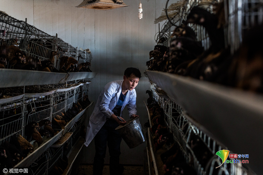 8名大学生在学校养鸡 一年卖出80万元