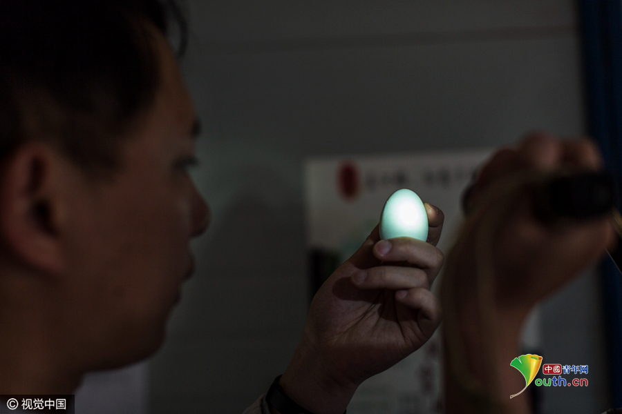 8名大学生在学校养鸡 一年卖出80万元