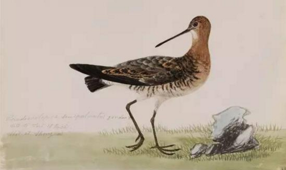 保利博物馆呈现19世纪手绘中国鸟类图谱